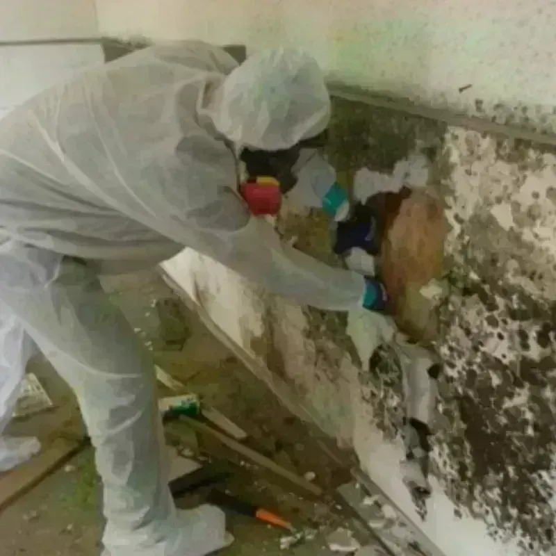 Mold Remediation and Removal in Cloverdale, CA